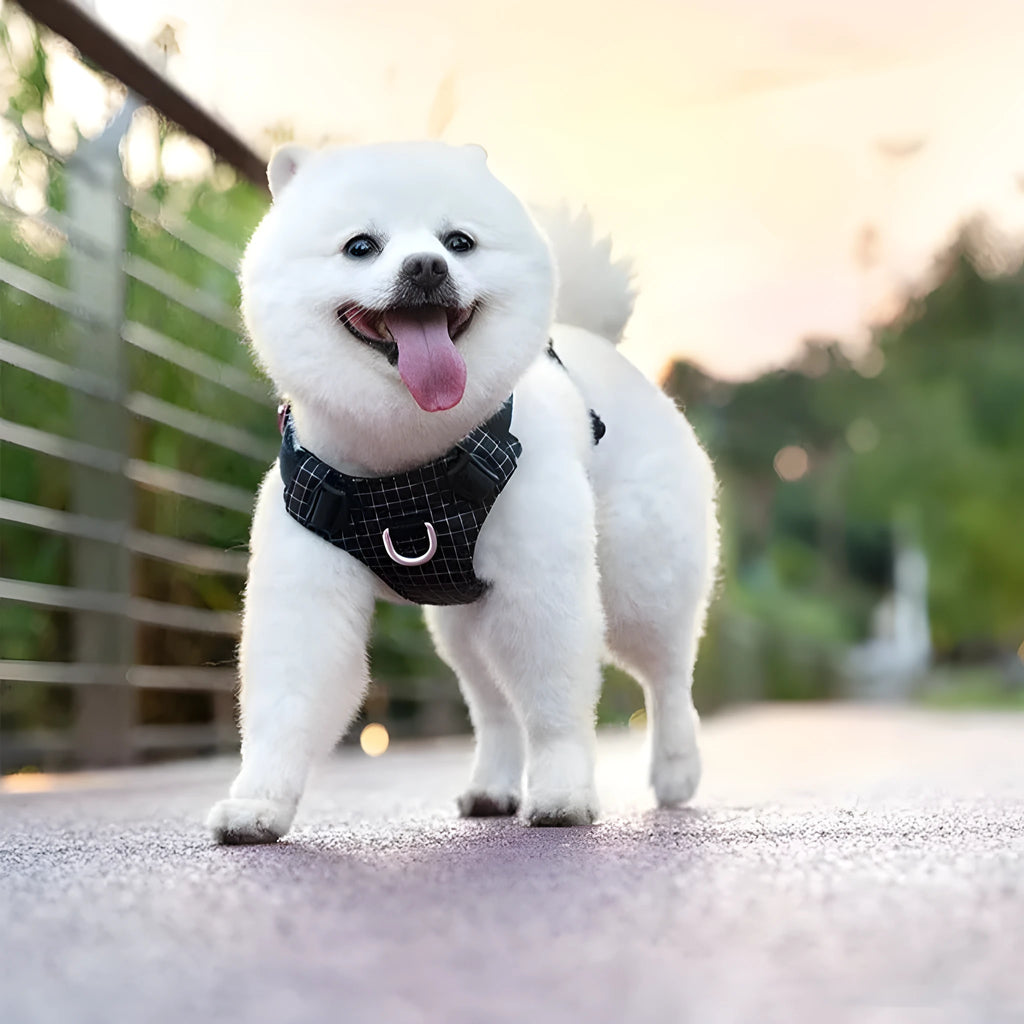 Nylon dog harness with LED light on chest strap, shown in light purple colour.