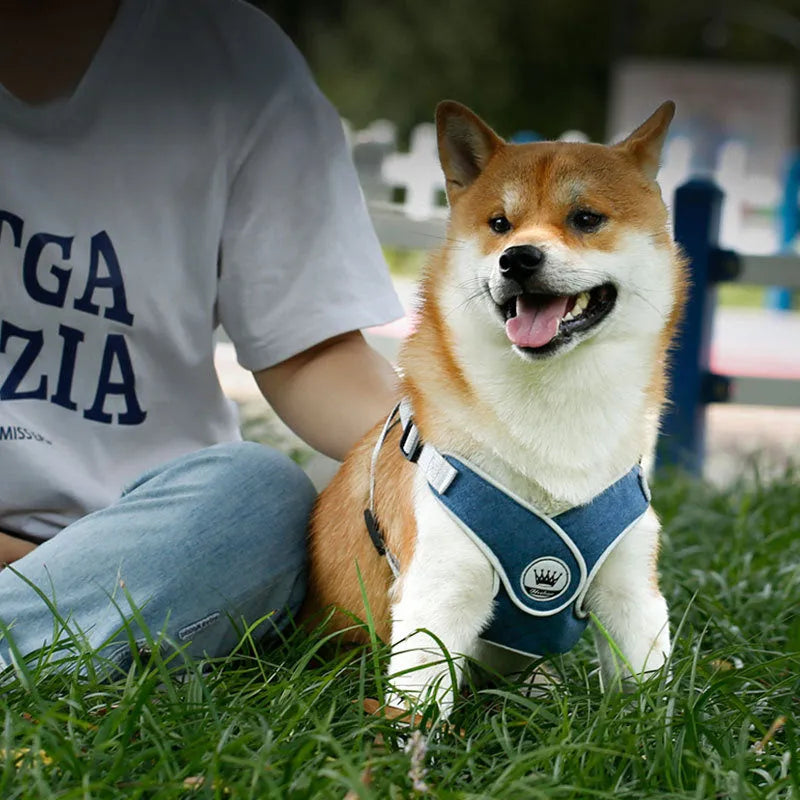 Green adjustable mesh dog harness with metal D-ring and attached lead on a white background