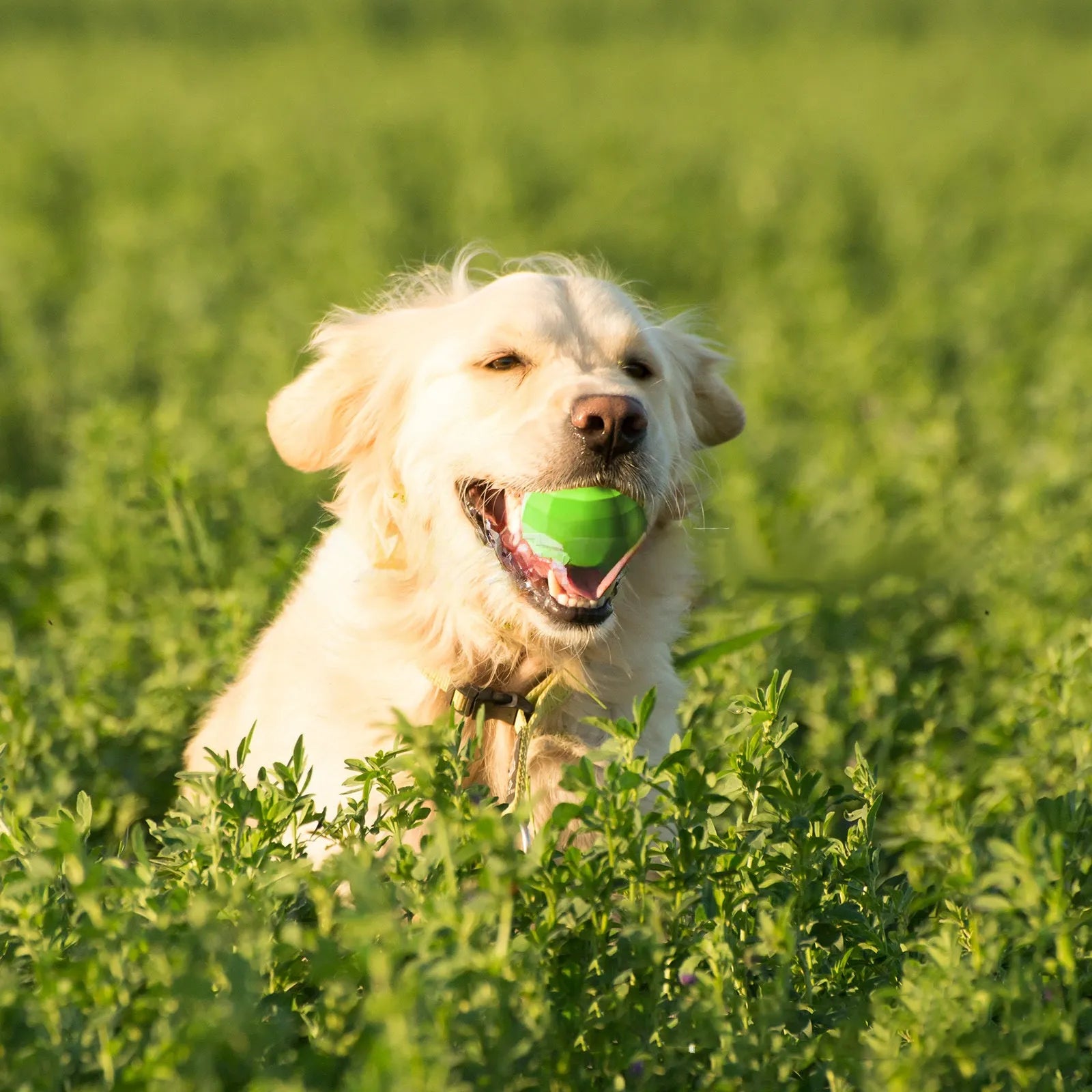 Green natural rubber squeaky dog chew ball for large breed aggressive chewers