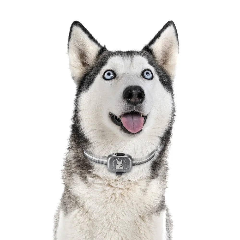 Black pet GPS locator tracker with hanging rope on a pet collar, showing compact design.