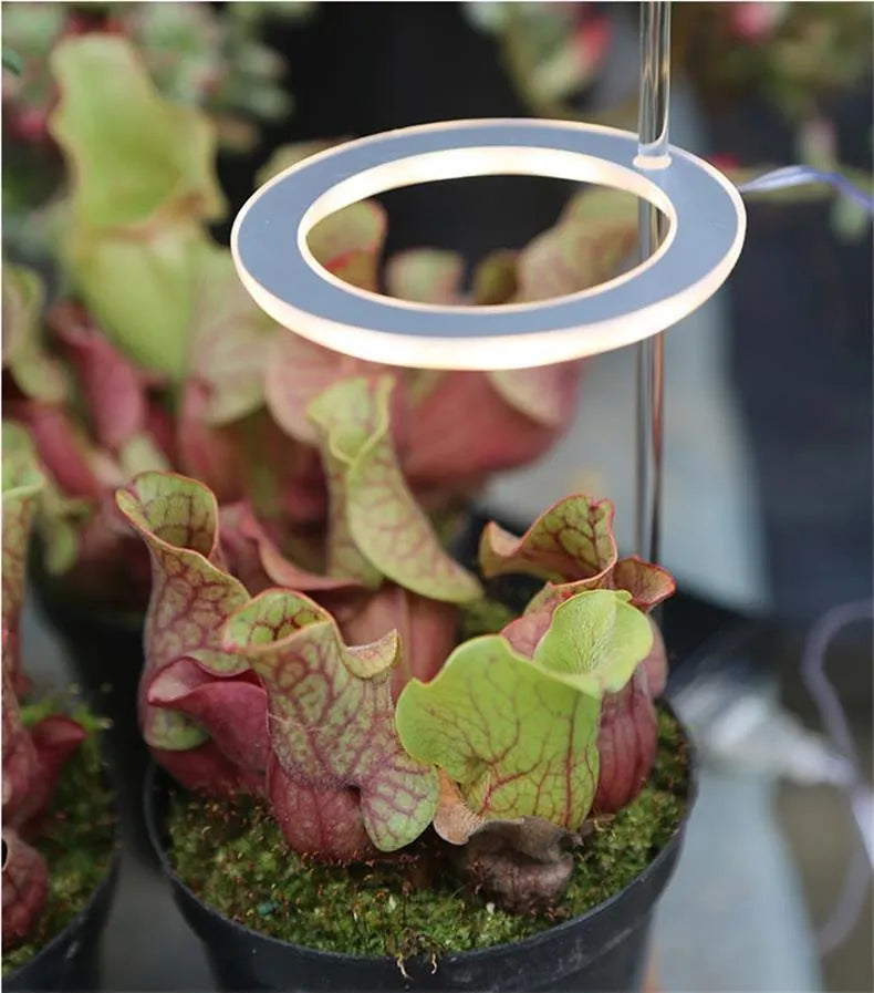 USB LED plant grow light with acrylic stick in pink white or sunshine yellow colour options.