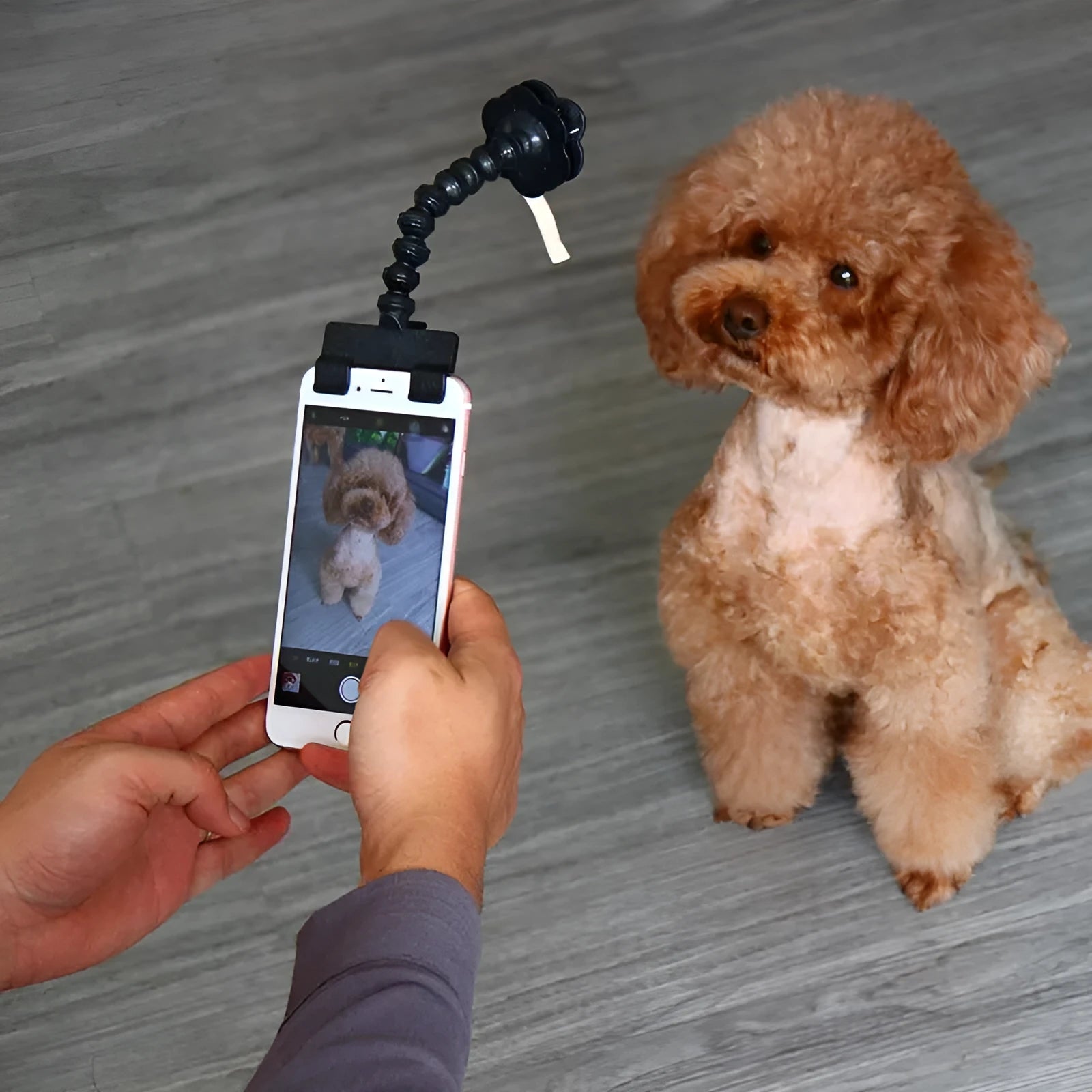 Black and white pet selfie stick with square clip and flower clip for smartphone pet photography.