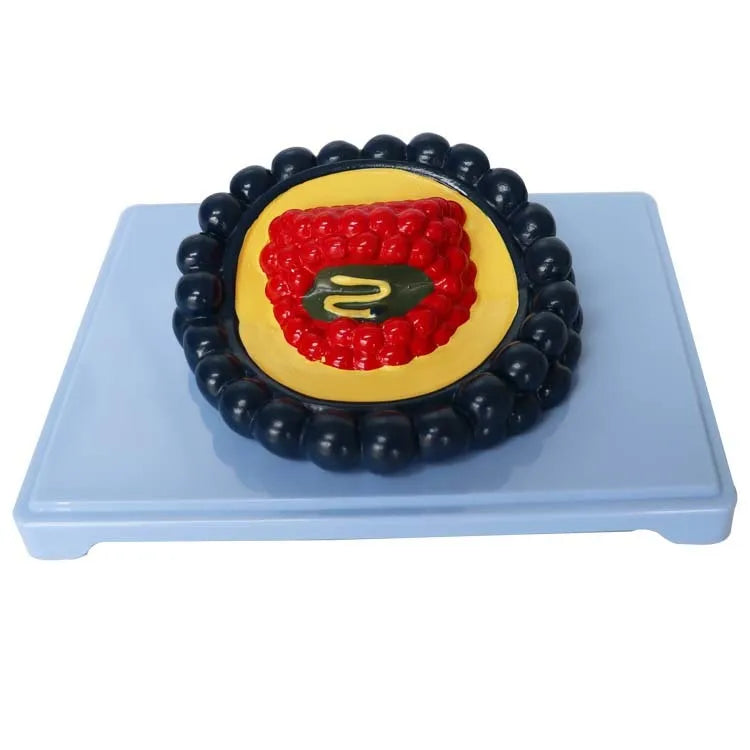 Black PVC educational virus biological model with 20cm by 15cm by 7cm dimensions