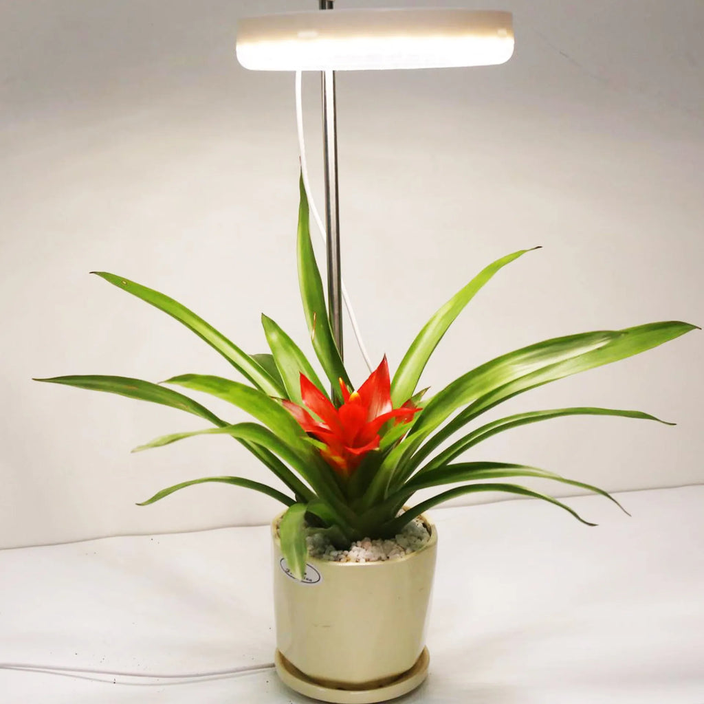 Desk plant growth lamp with full spectrum light for indoor plants