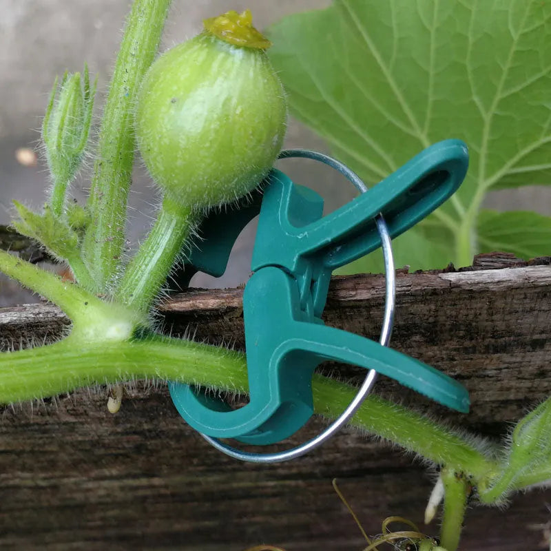 Green plastic and zinc plant fixing clips for supporting climbing tomatoes and beans
