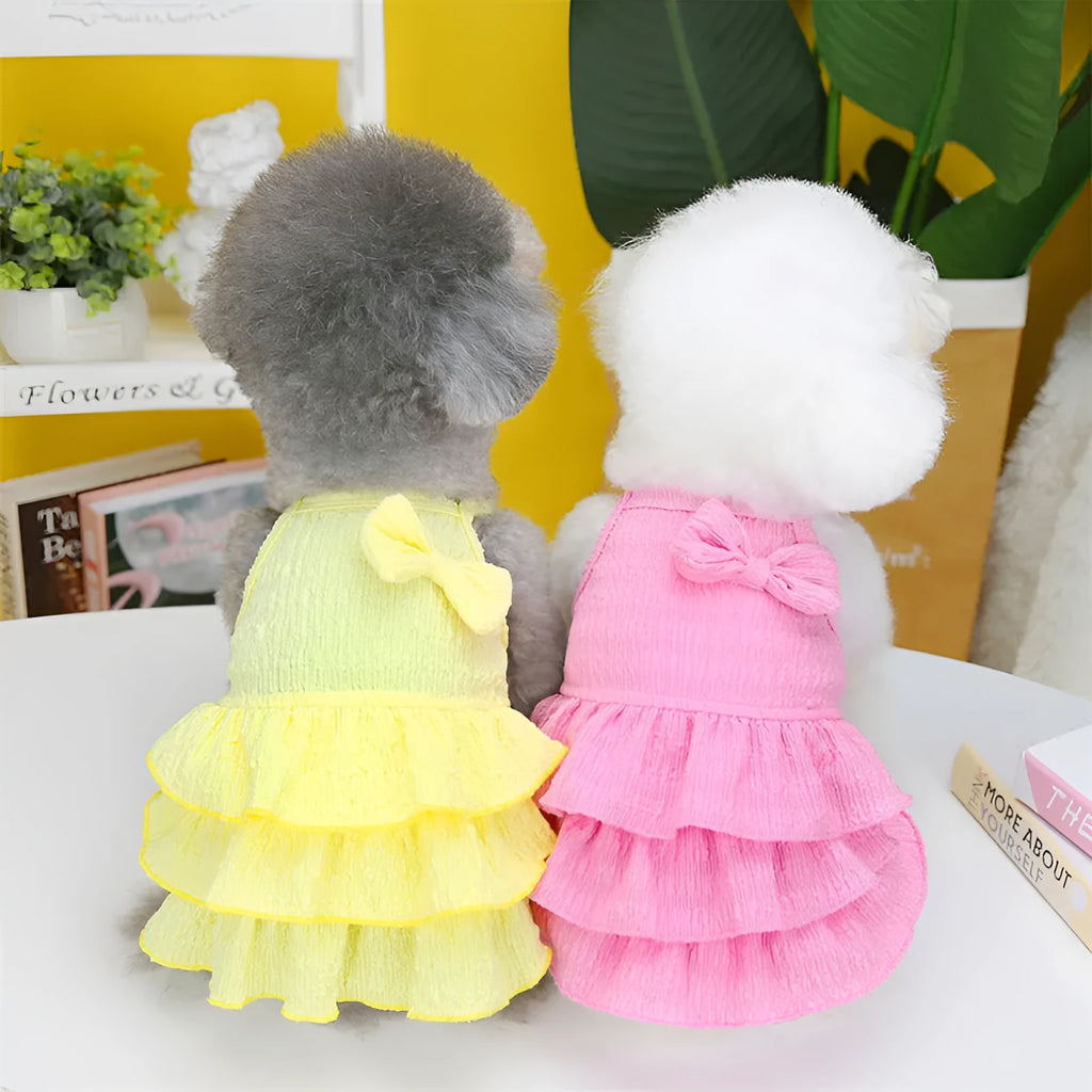 Small white Bichon dog wearing a rose red layered princess dress.