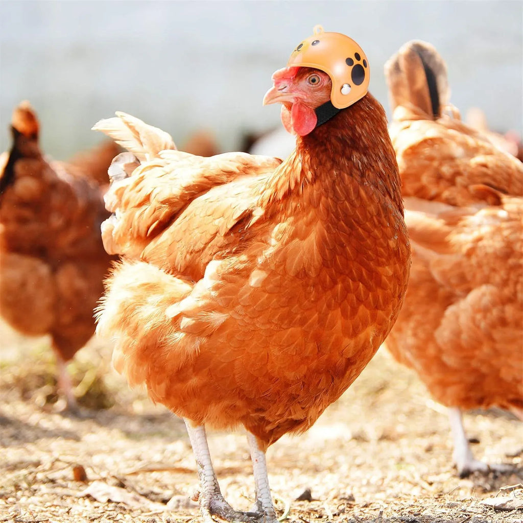 Small colourful plastic helmet with elastic straps, designed for a chicken or small bird to wear.