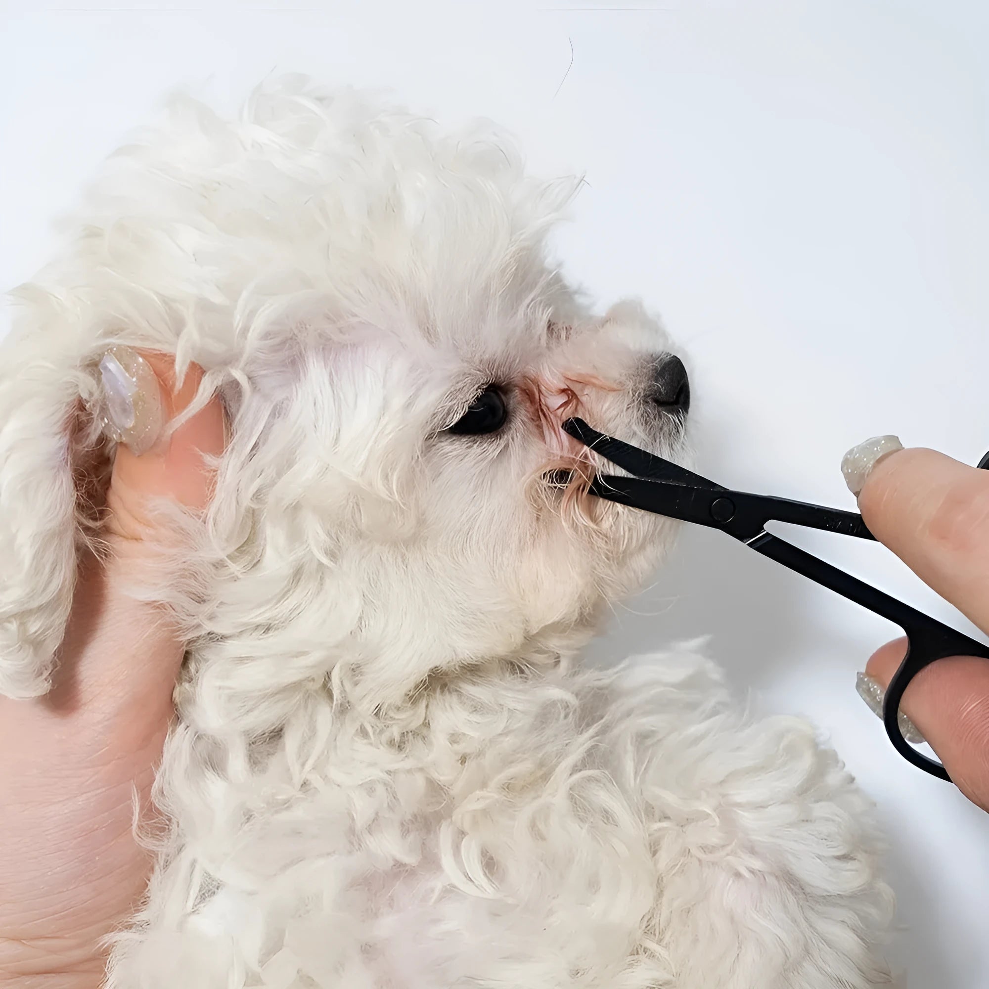 Black pet grooming brush with soft tear stain remover comb for dogs and cats ambidextrous design