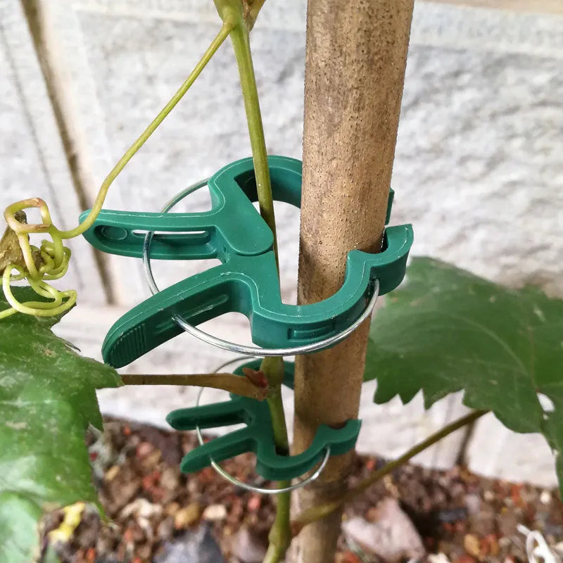 Green plastic and zinc plant fixing clips for supporting climbing tomatoes and beans