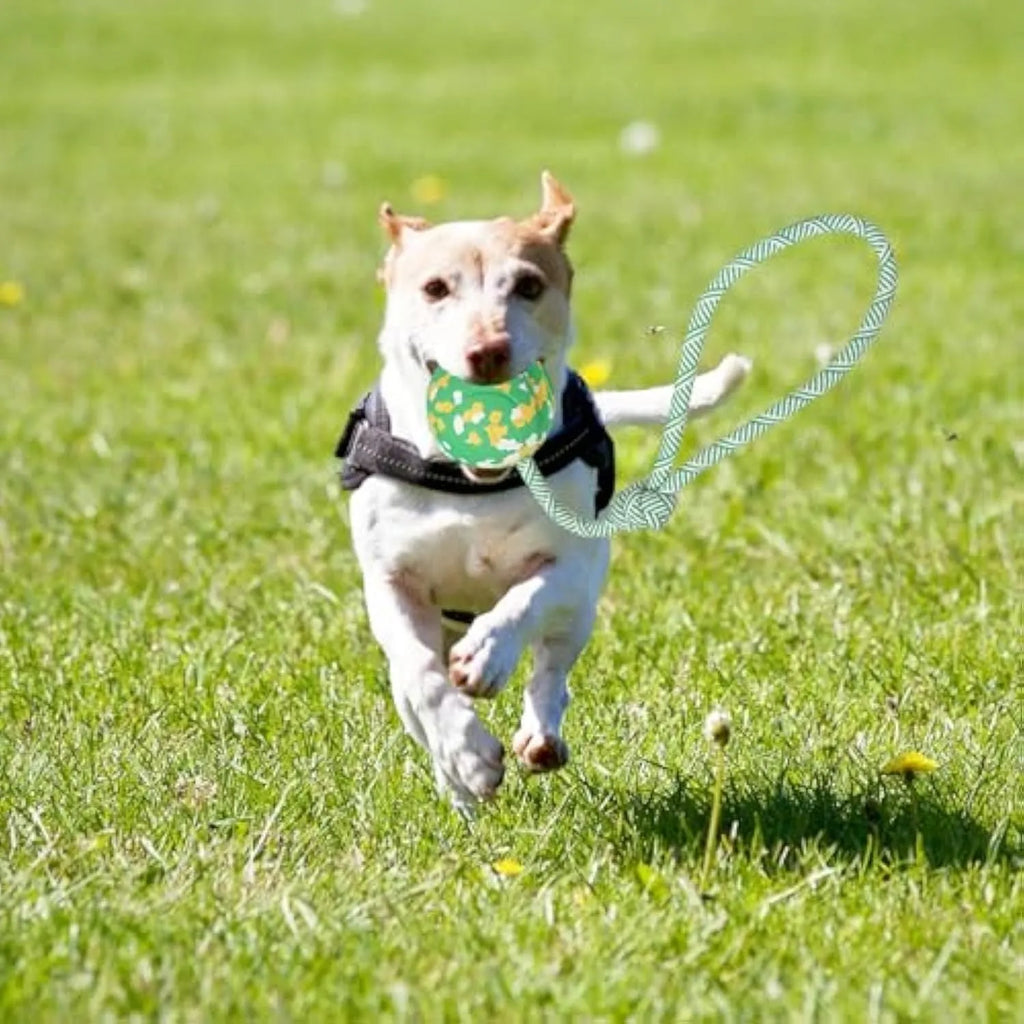 S size natural rubber dog chew ball attached to a blue nylon rope for fetch and tug toys