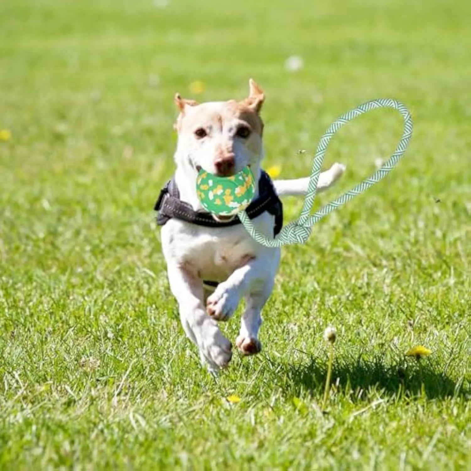 S size natural rubber dog chew ball attached to a blue nylon rope for fetch and tug toys