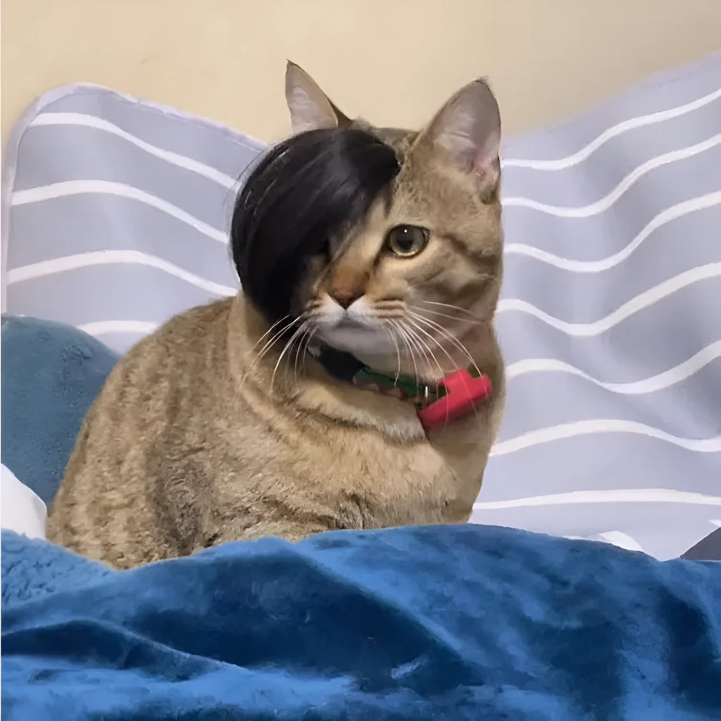 Black polyester cat wig with imitation braid style for pet costume dress-up