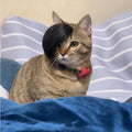 Black polyester cat wig with imitation braid style for pet costume dress-up