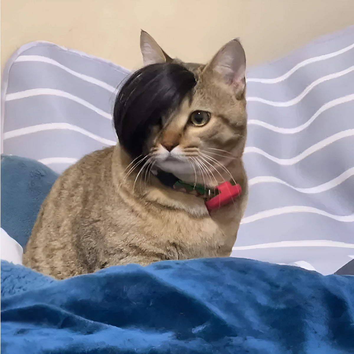 Black polyester cat wig with imitation braid style for pet costume dress-up