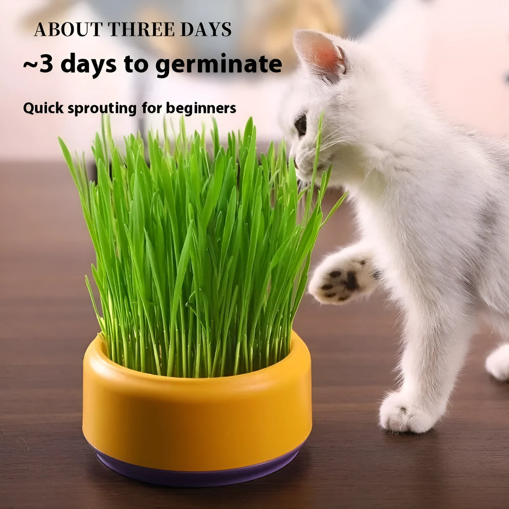 Hydroponic cat grass kit with blue, green and yellow growing cup options and seed packs