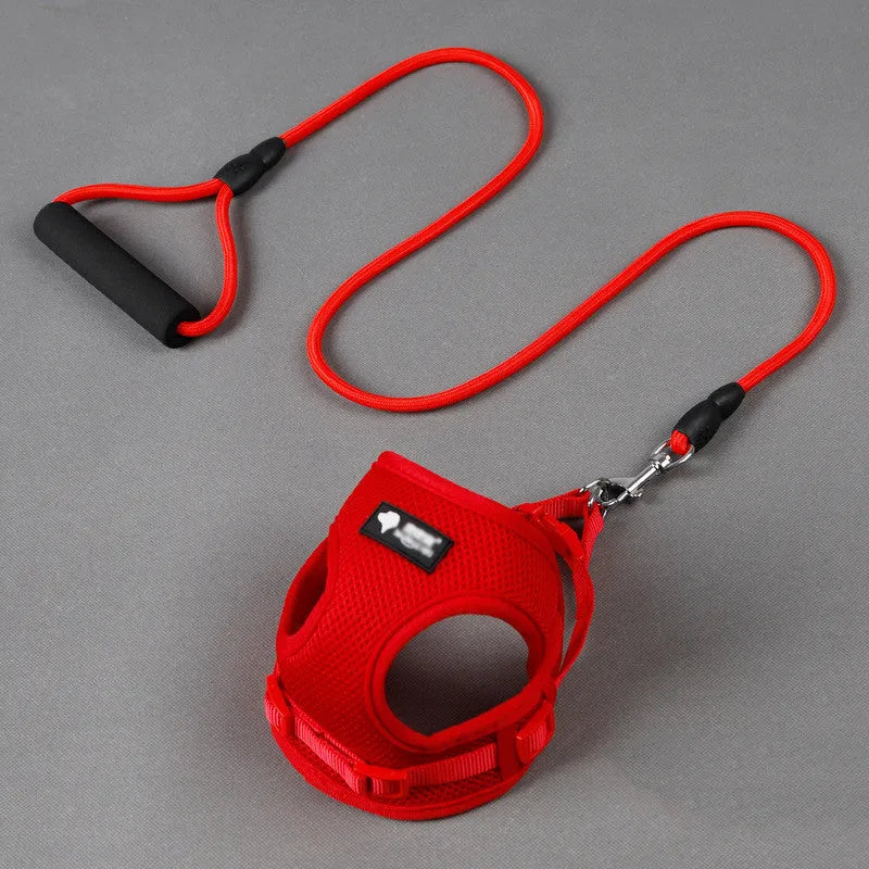 Blue dog leash with foam handle and matching adjustable collar for a small dog