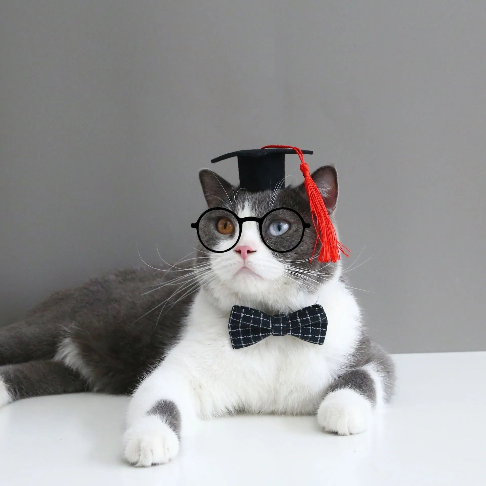 Pet graduation costume with elastic hair band and bow tie in wool felt material