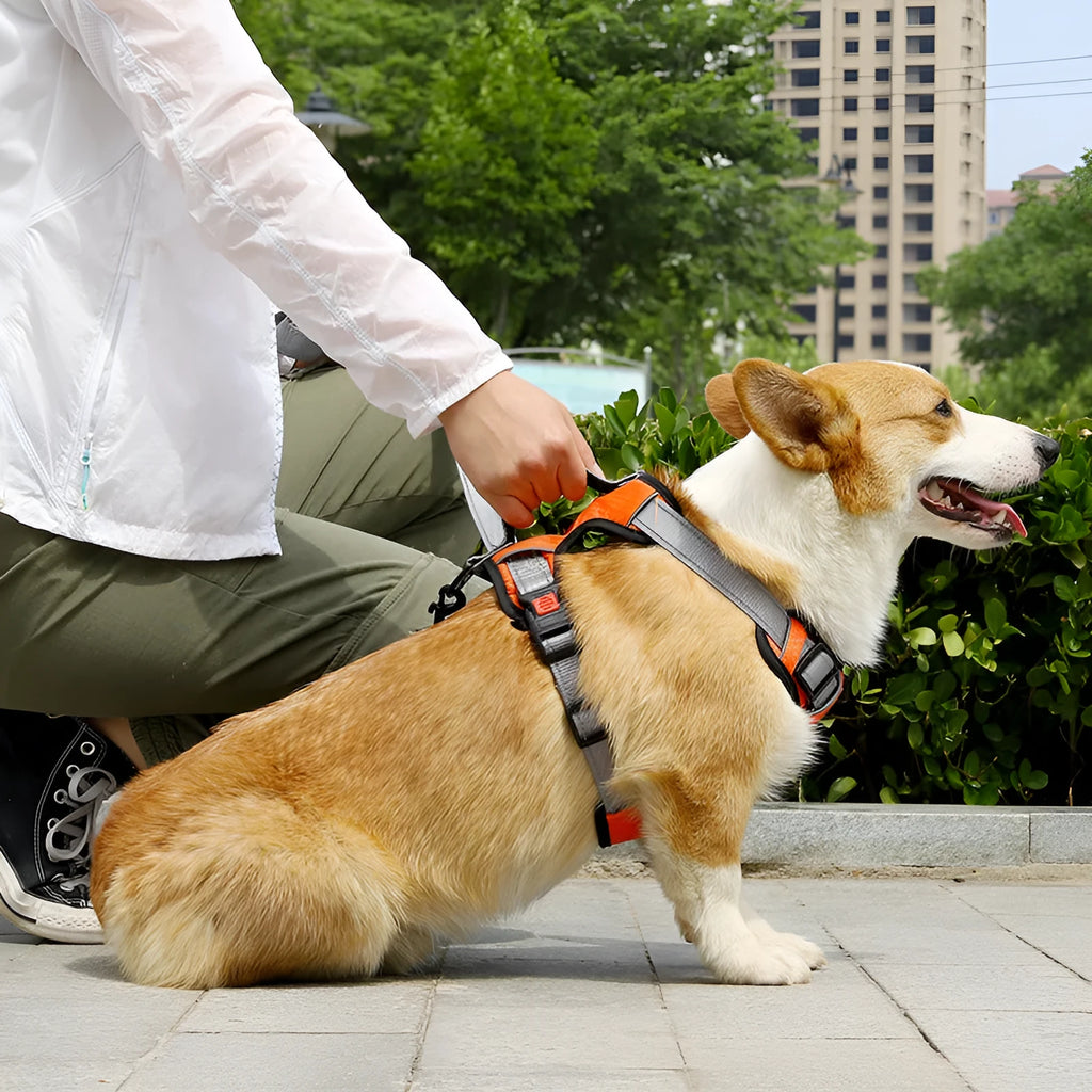 Adjustable polyester dog chest harness in multiple colours with optional hand-holding rope attached.
