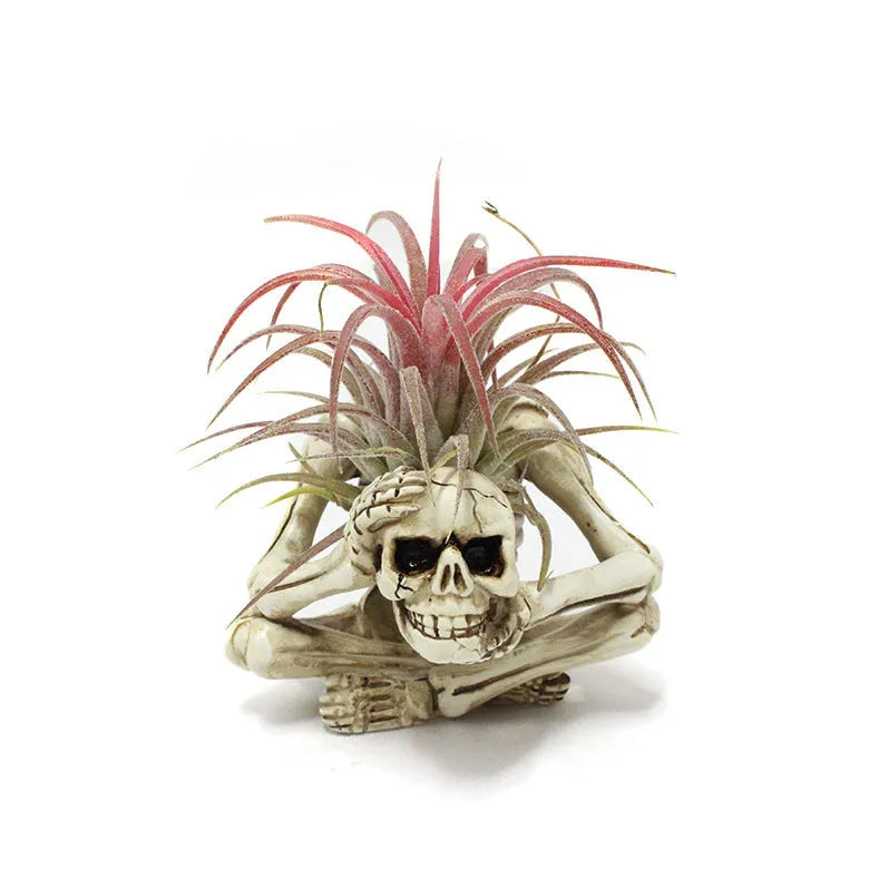 Skull design resin Tillandsia bracket with iron holder for soilless air plant display
