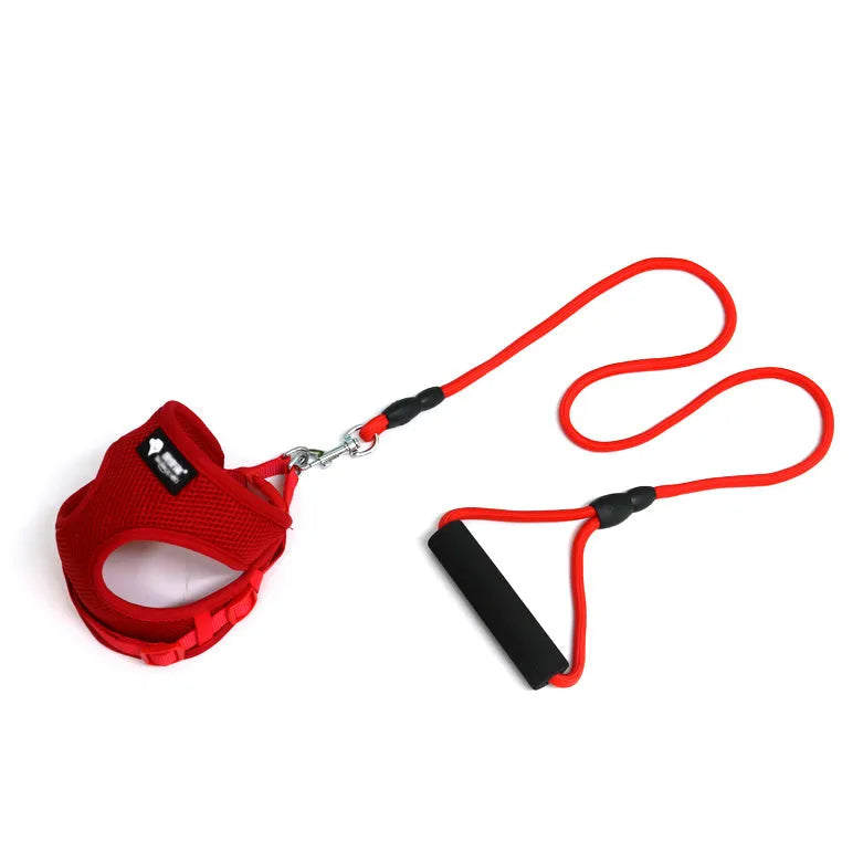 Blue dog leash with foam handle and matching adjustable collar for a small dog