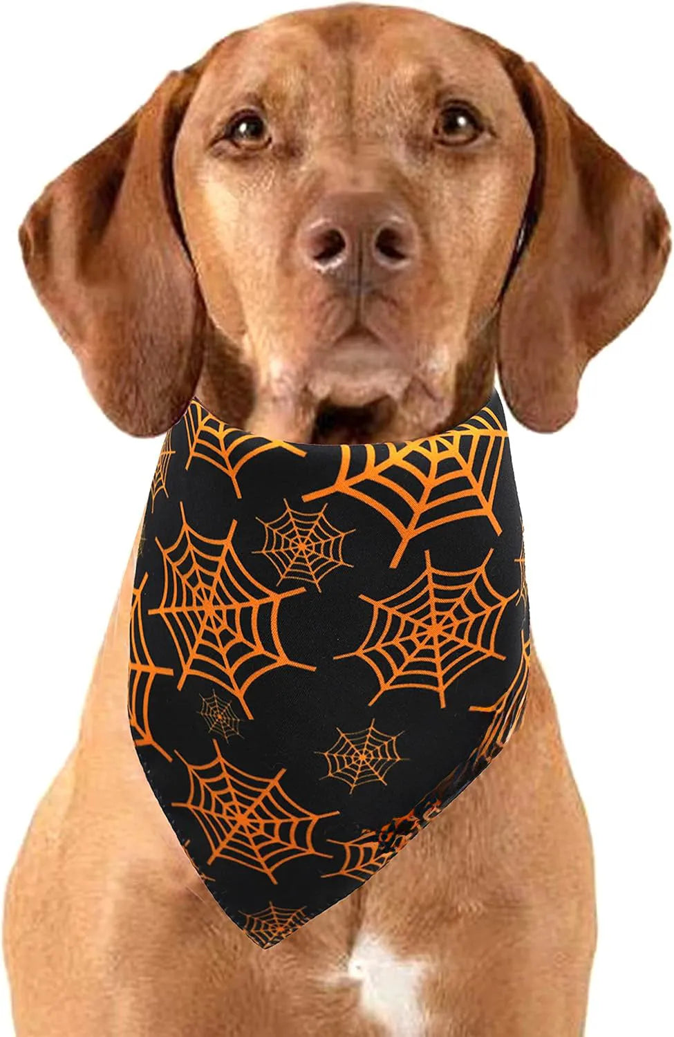 Halloween reversible dog bandana with pumpkin and spider web patterns in black and orange colours