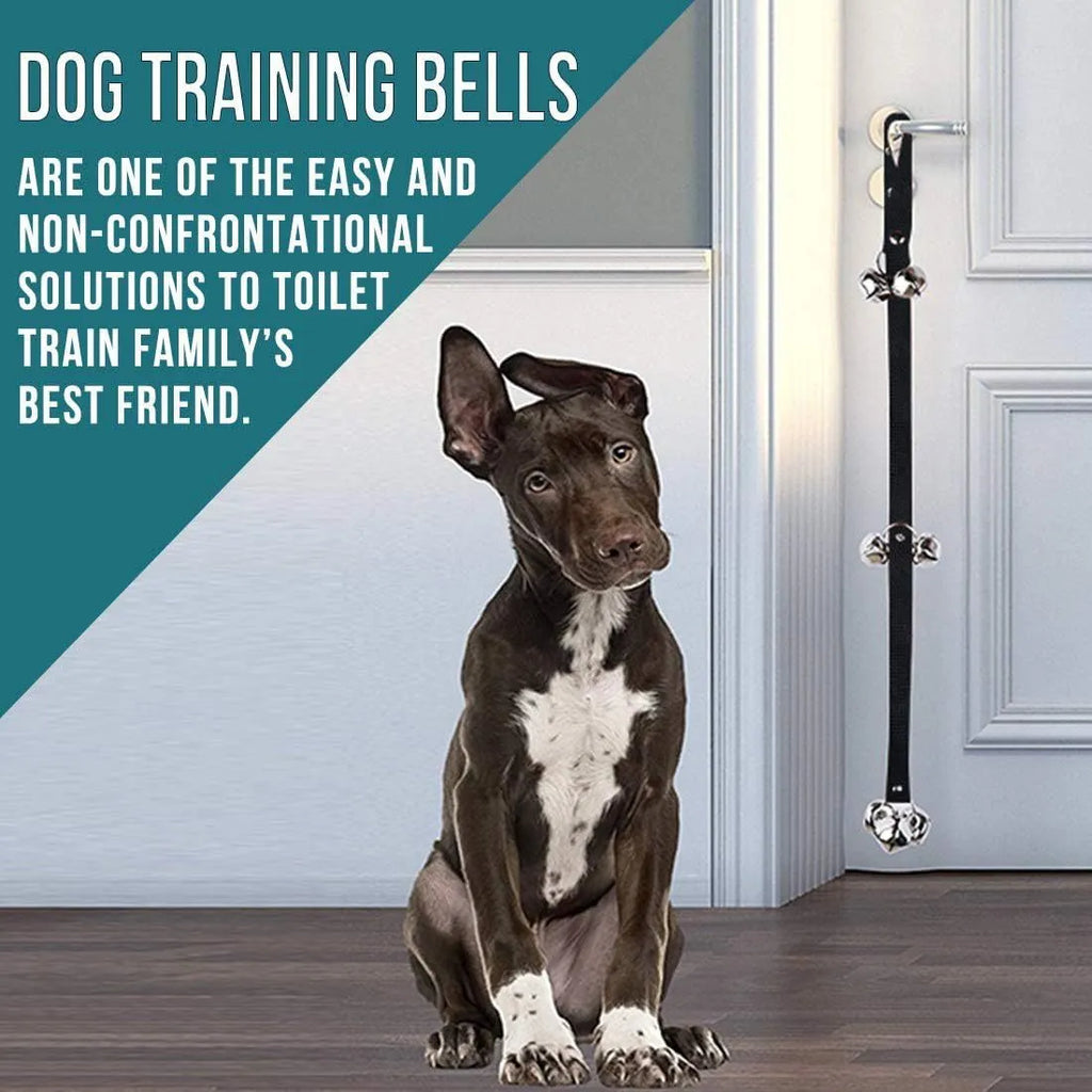 Silver metal dog training bells on an adjustable nylon leash for potty training