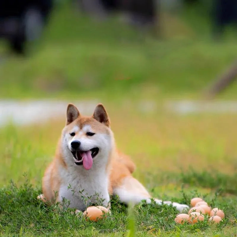 Dog simulation egg chew toy with textured surface for dental hygiene and sound feature