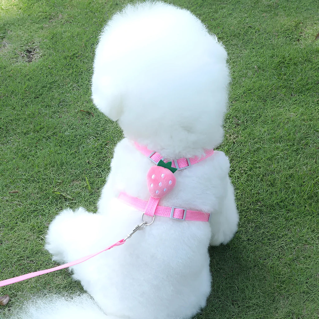 Small dog wearing a green avocado-coloured vest harness with a reflective chest strap and attached lead.