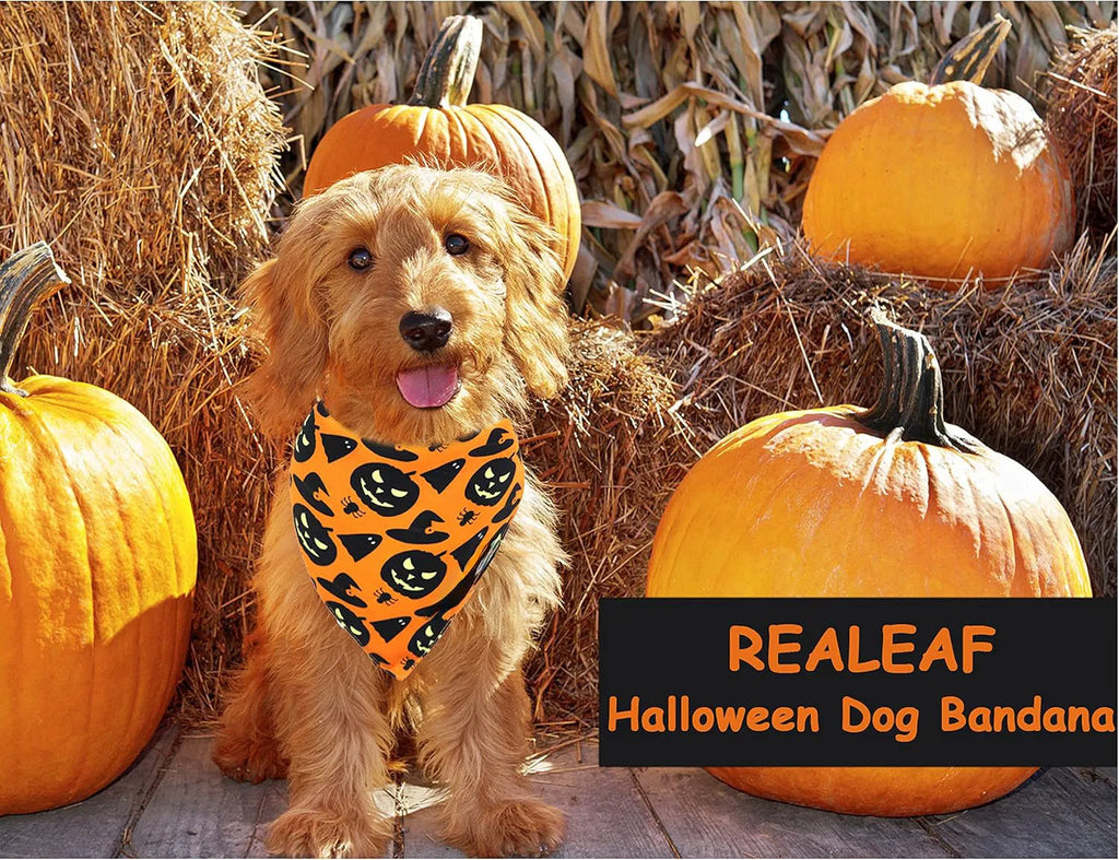 Halloween reversible dog bandana with pumpkin and spider web patterns in black and orange colours