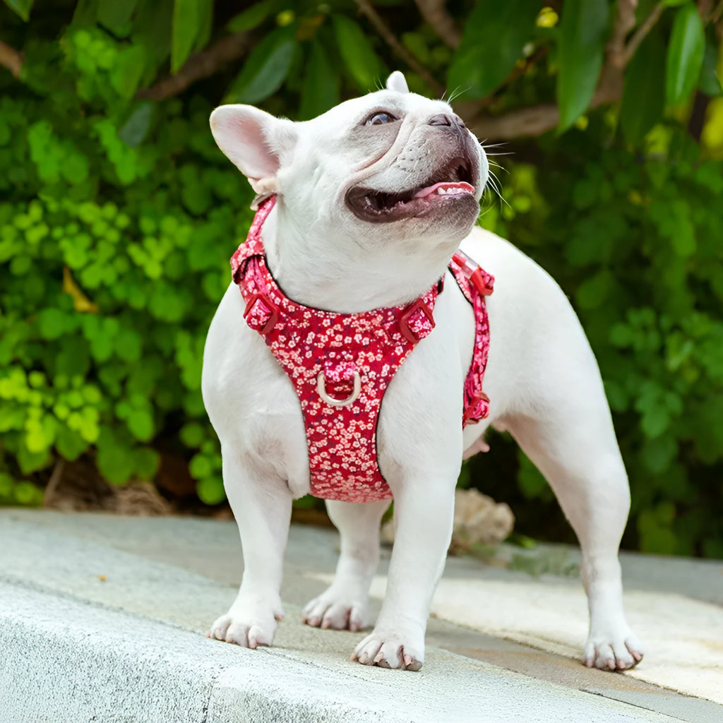 Pure cotton pet chest strap in floral red pattern with anti-pull design for small dogs