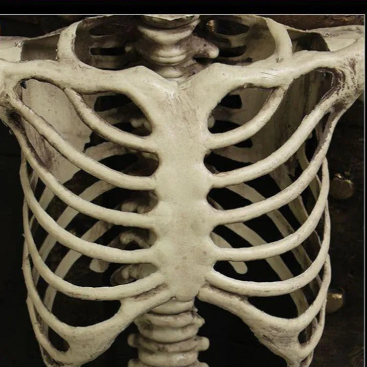 170cm tall plastic skeleton prop with detailed skull design for Halloween and event displays