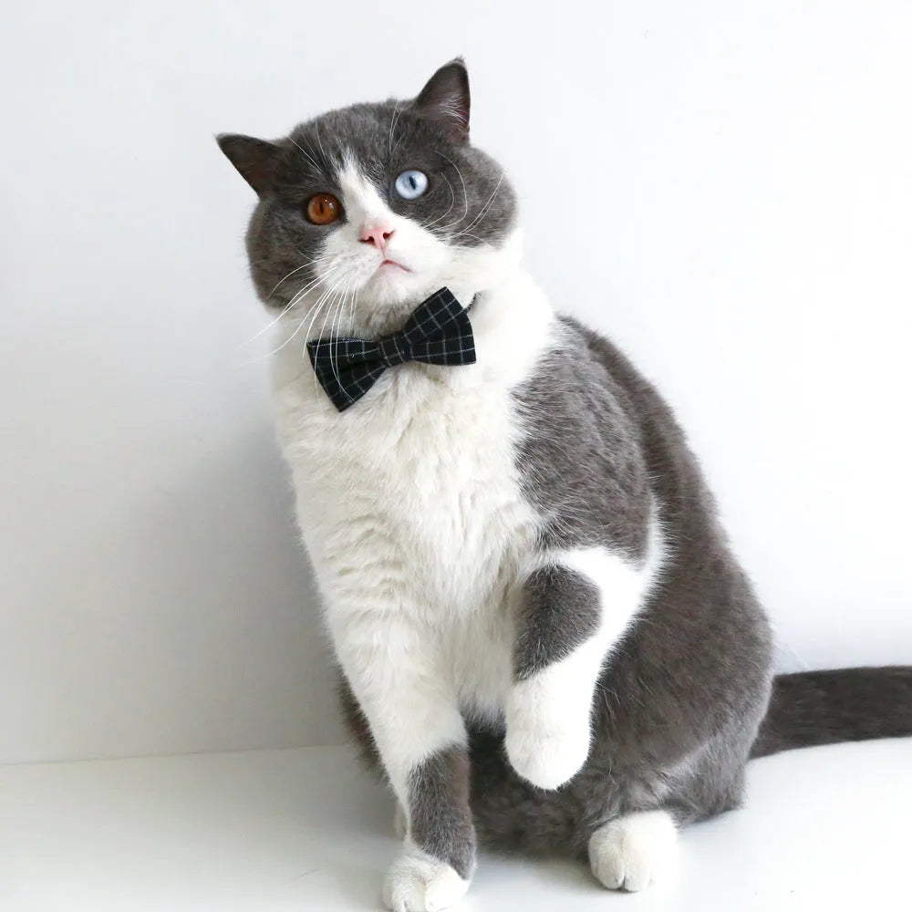 Pet graduation costume with elastic hair band and bow tie in wool felt material