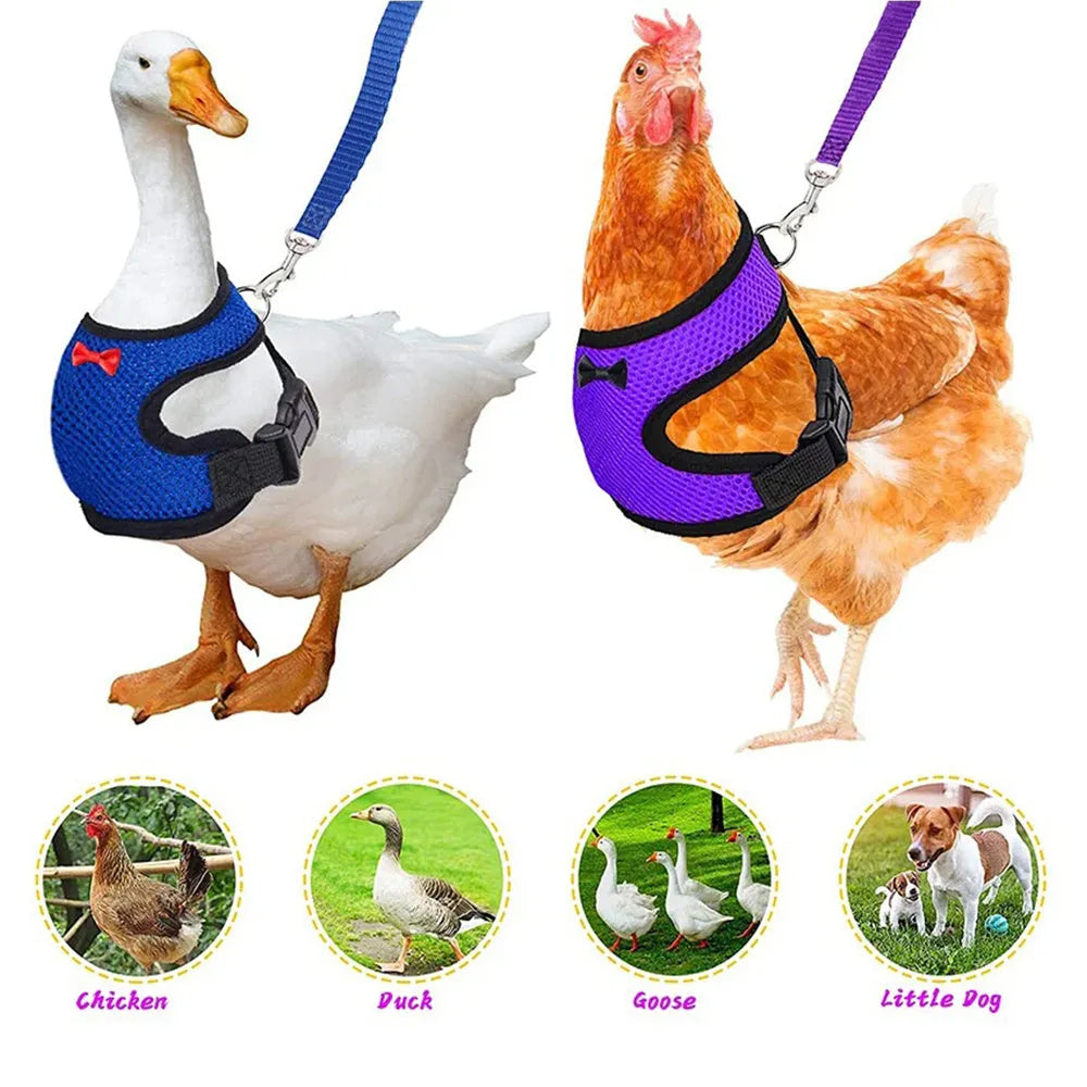 Poultry clothing set with chicken vest, matching collar and 110cm traction rope in multiple colour options