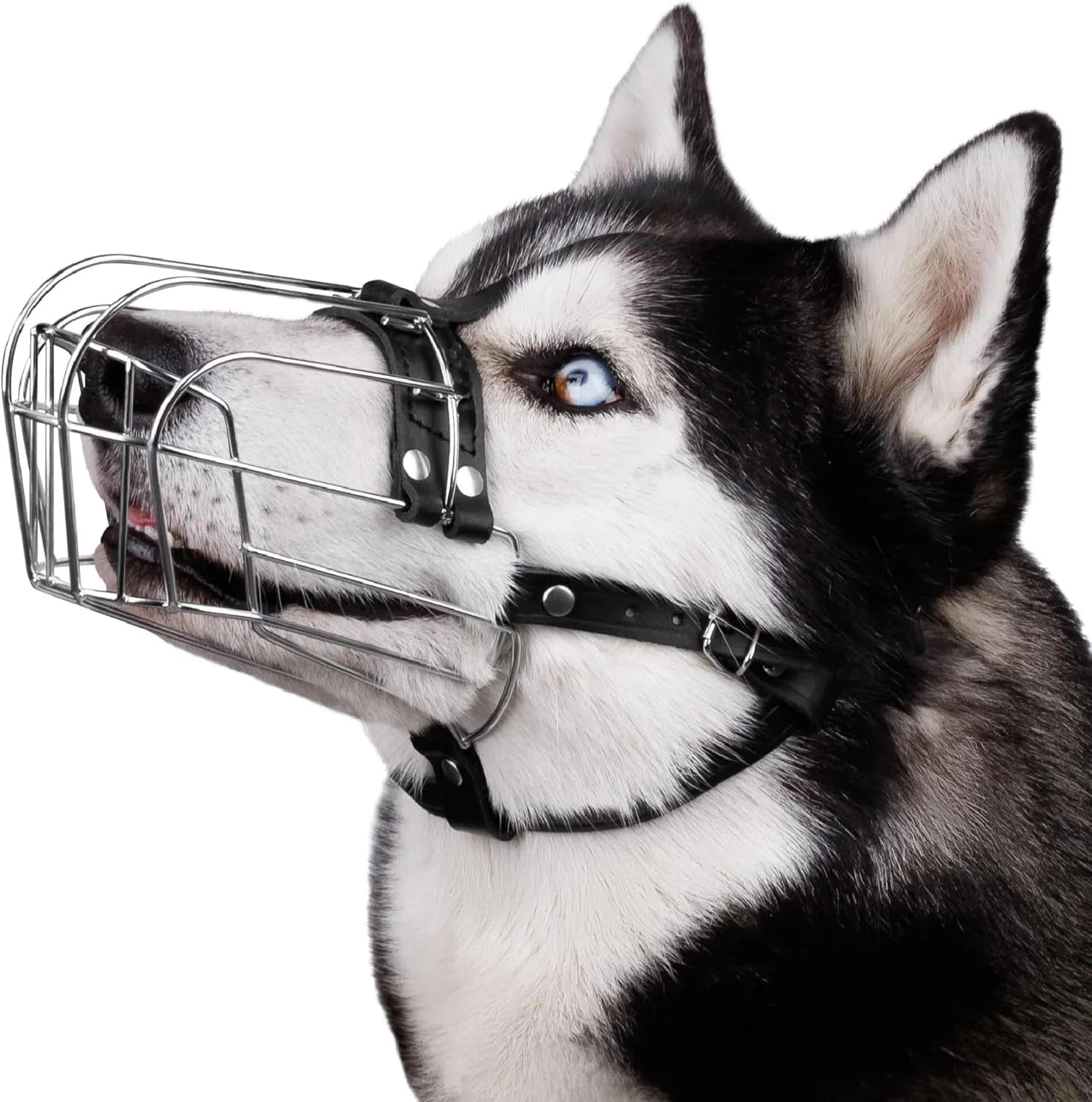 Black metal basket dog muzzle for a Golden Retriever or German Shepherd