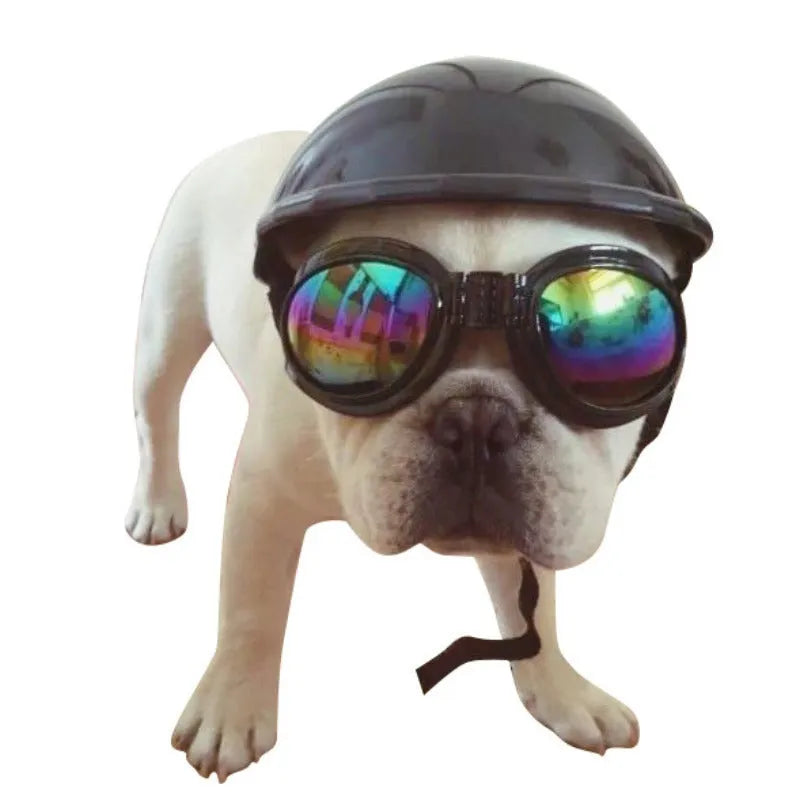 Plastic dog motorcycle cap helmet in assorted colours on a white background