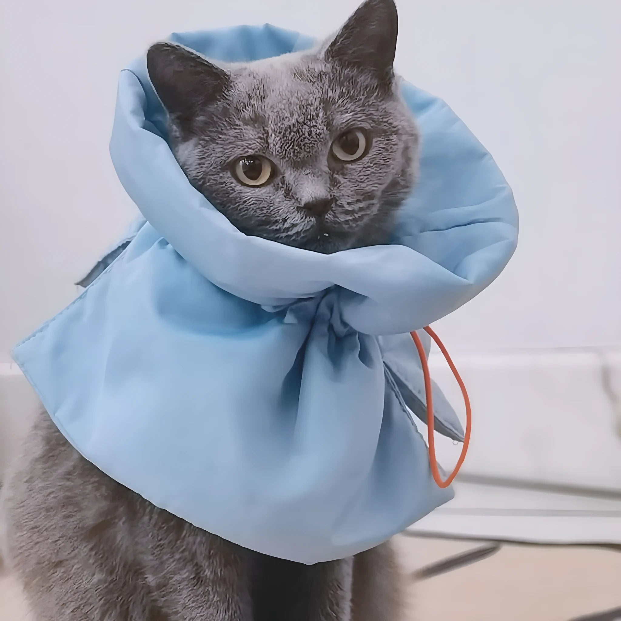 Soft adjustable cat recovery cone collar in light blue with elastic buckle for wound protection