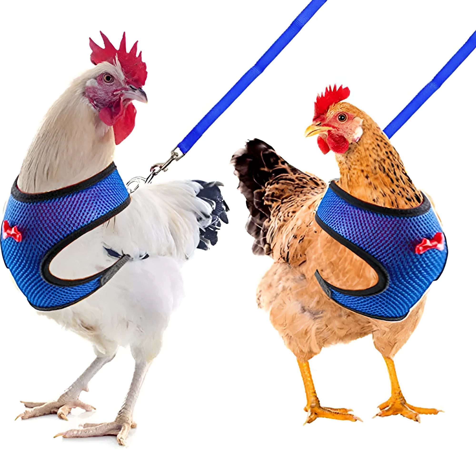 Poultry clothing set with chicken vest, matching collar and 110cm traction rope in multiple colour options