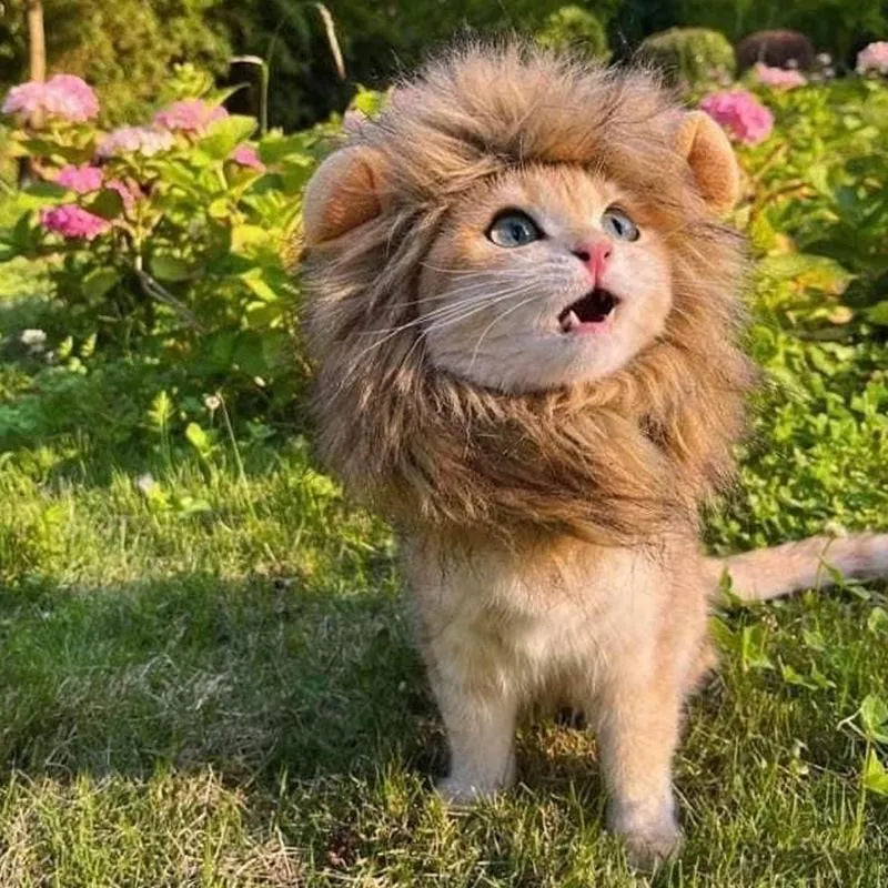 Lion mane wig for cat on head, showing plush artificial hair and adjustable elastic band.