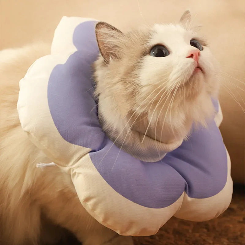 Cat wearing a blue cotton flower recovery collar with adjustable strap.