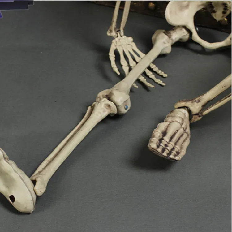 170cm tall plastic skeleton prop with detailed skull design for Halloween and event displays