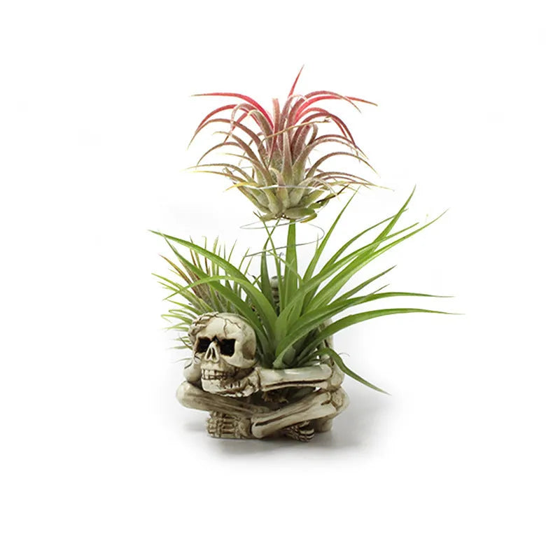 Skull design resin Tillandsia bracket with iron holder for soilless air plant display