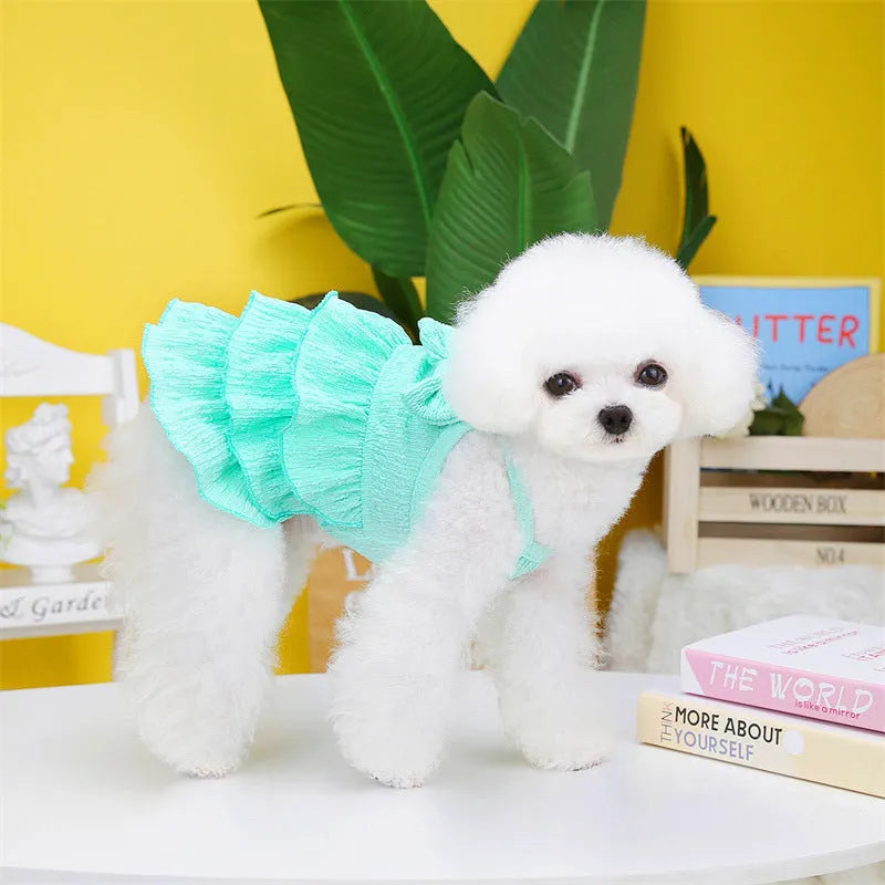 Small white Bichon dog wearing a rose red layered princess dress.
