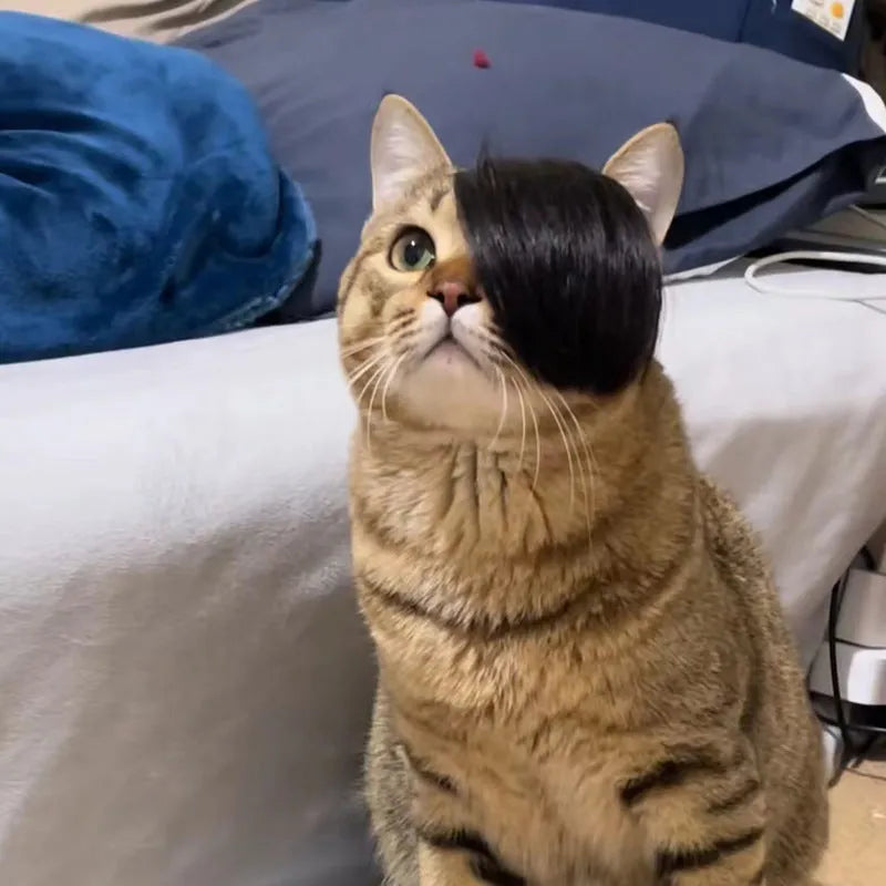 Black polyester cat wig with imitation braid style for pet costume dress-up