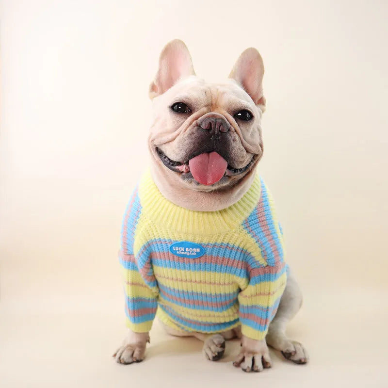 Blue and yellow striped wool sweater for small dog breeds on a white background