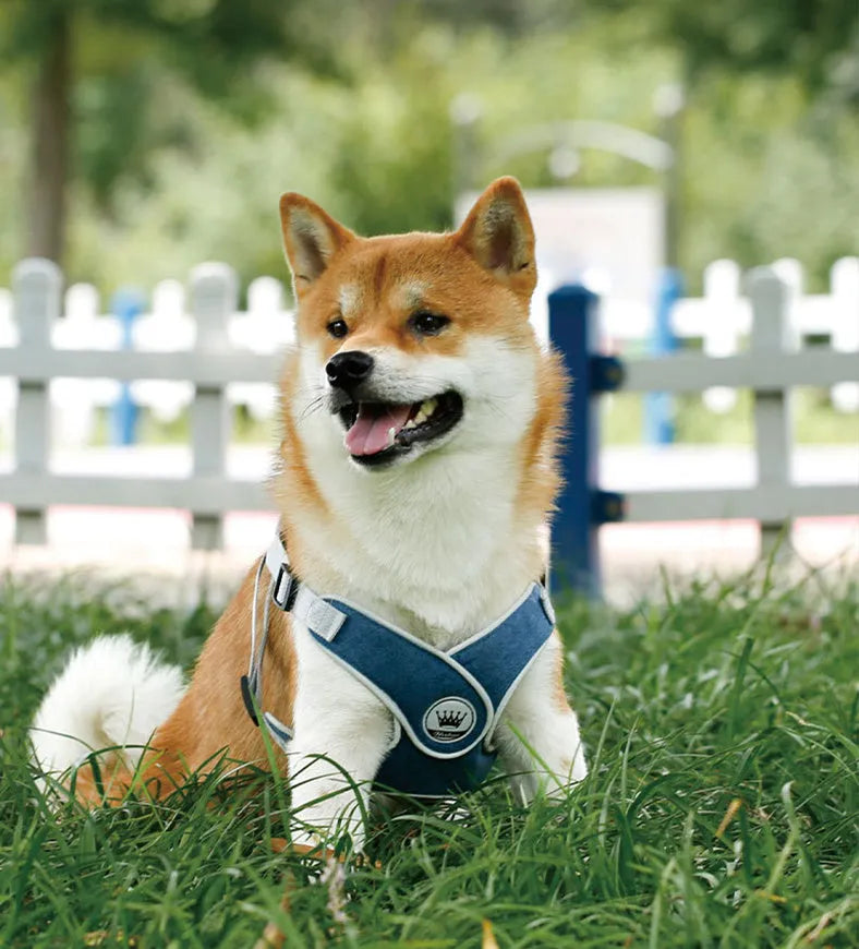 Green adjustable mesh dog harness with metal D-ring and attached lead on a white background