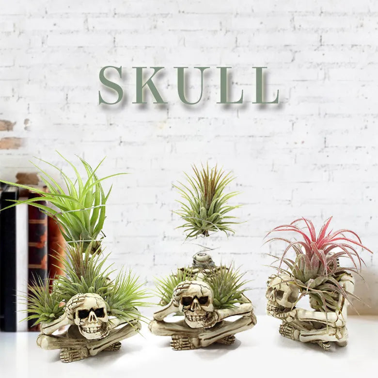 Skull design resin Tillandsia bracket with iron holder for soilless air plant display