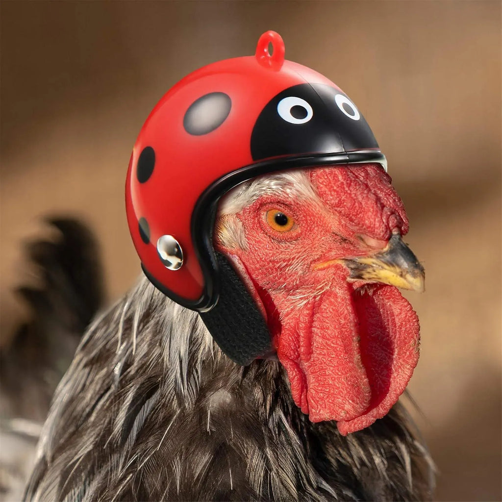 Small colourful plastic helmet with elastic straps, designed for a chicken or small bird to wear.