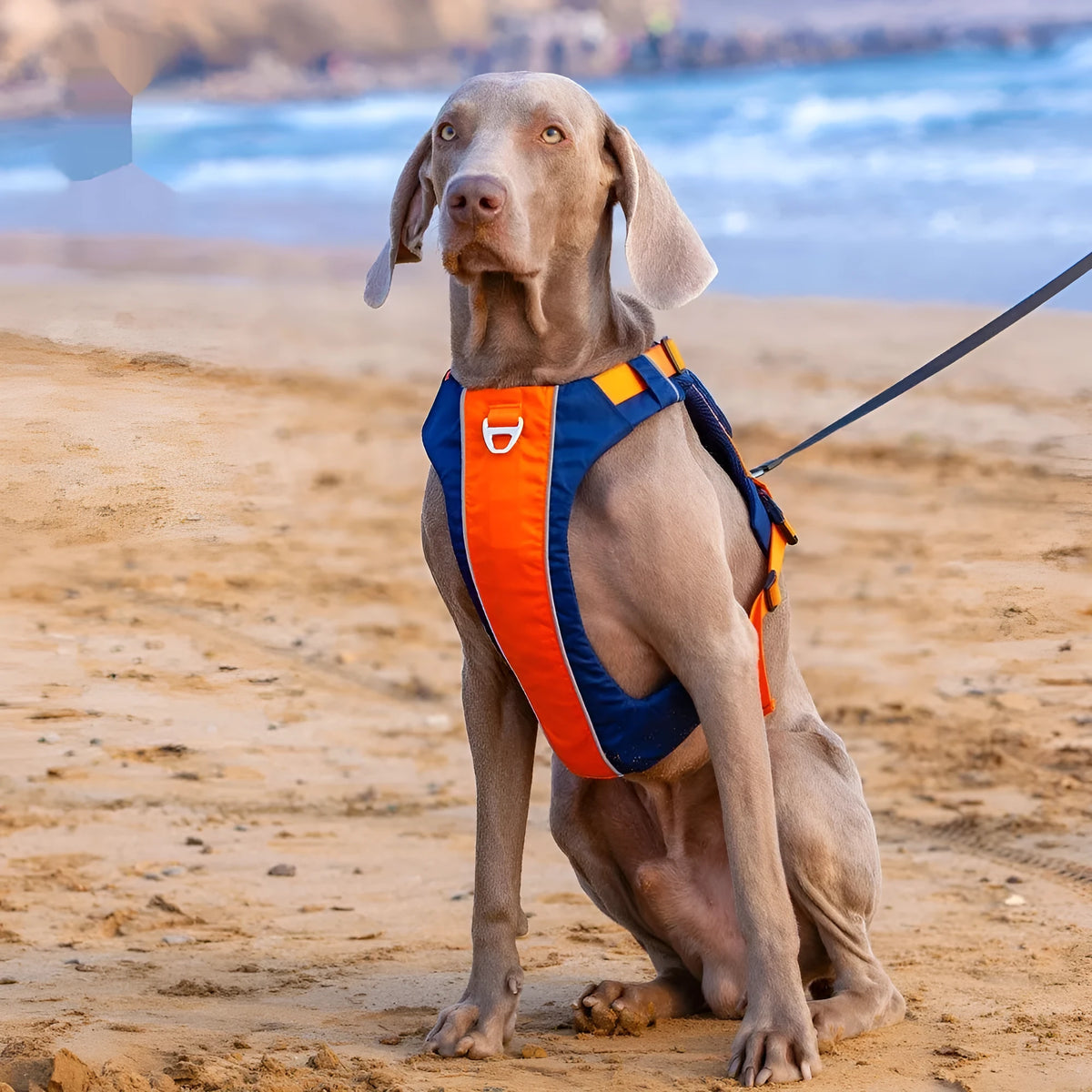 Orange blue adjustable nylon dog chest harness vest showing vest-style design with chest strap