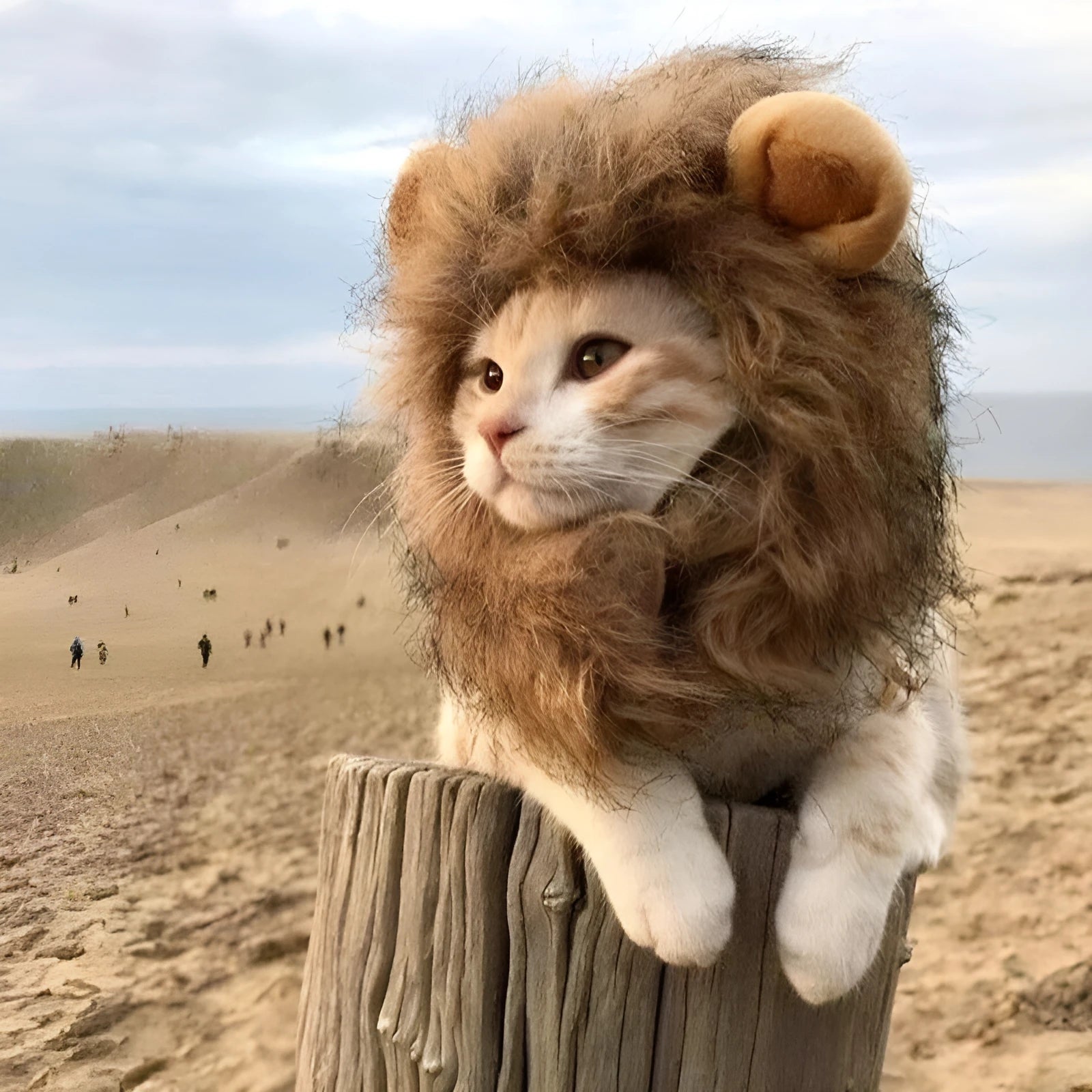 Lion mane wig for cat on head, showing plush artificial hair and adjustable elastic band.