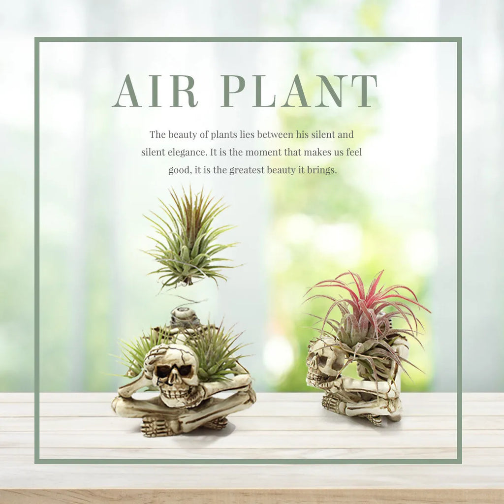 Skull design resin Tillandsia bracket with iron holder for soilless air plant display